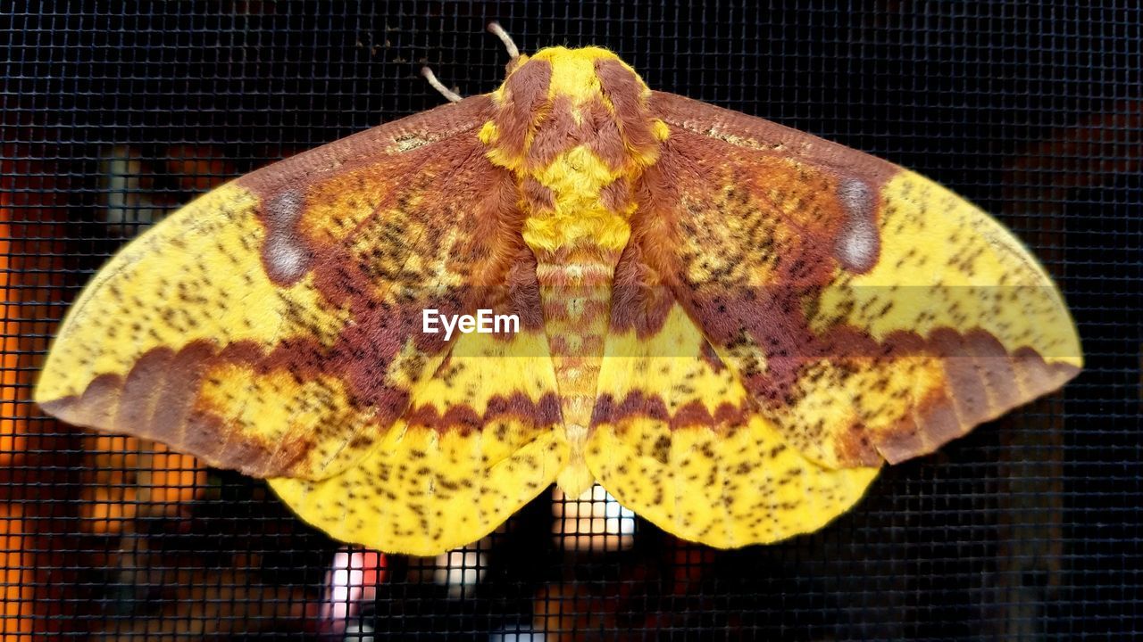Close-up of yellow butterfly