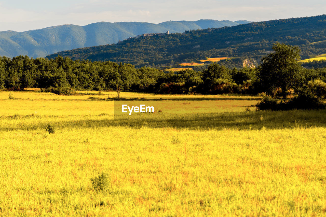 Scenic view of field against sky