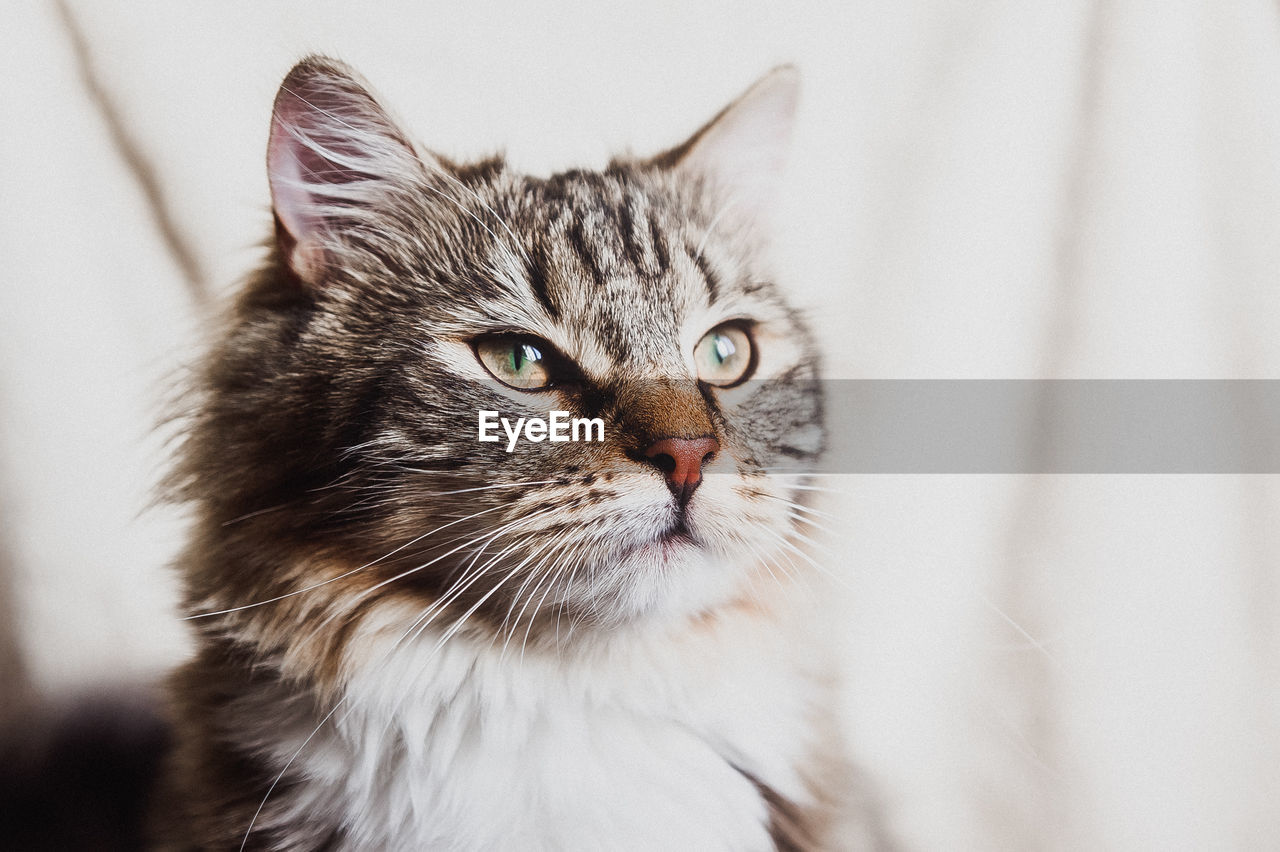 Cute brown striped prideful cat portrait horizontal