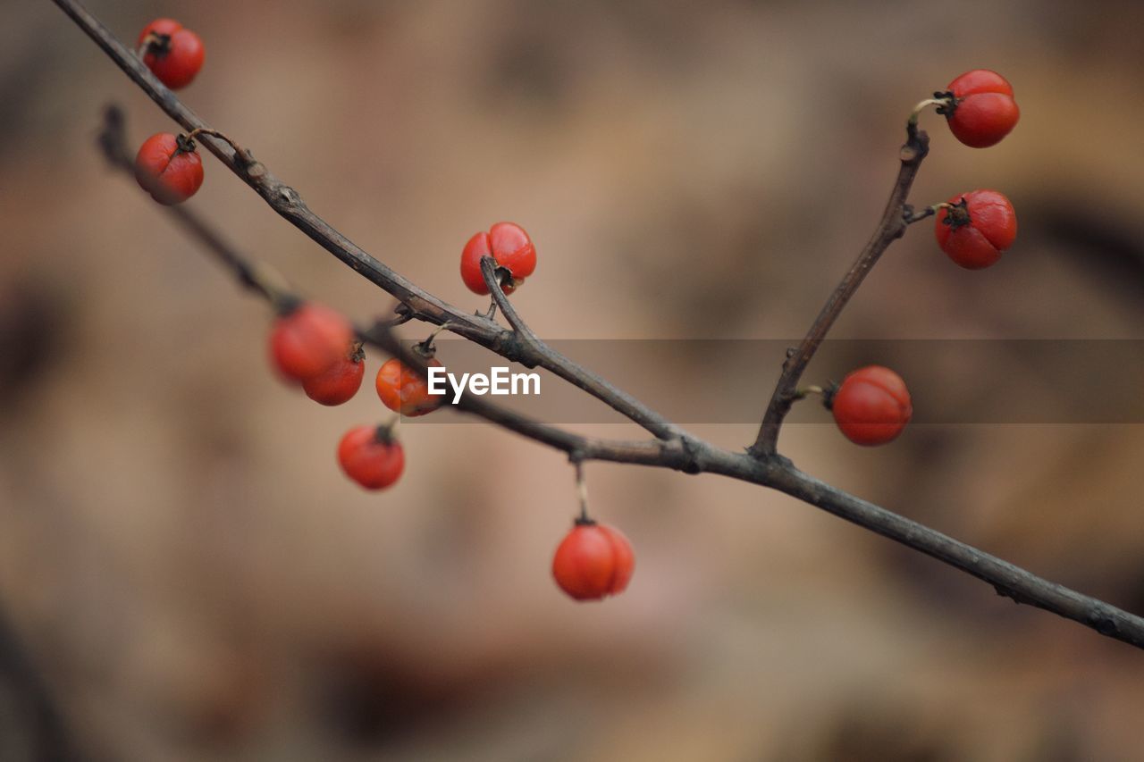 Red berries in the winter