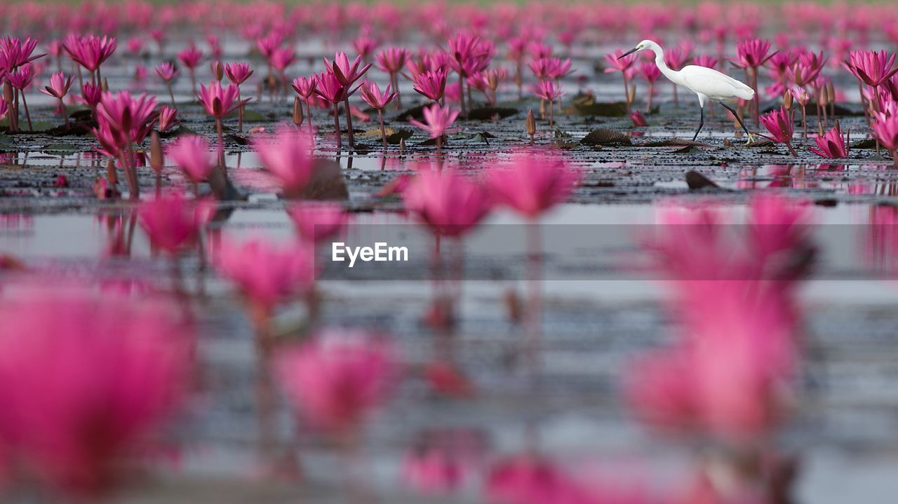 VIEW OF BIRDS ON LAKE