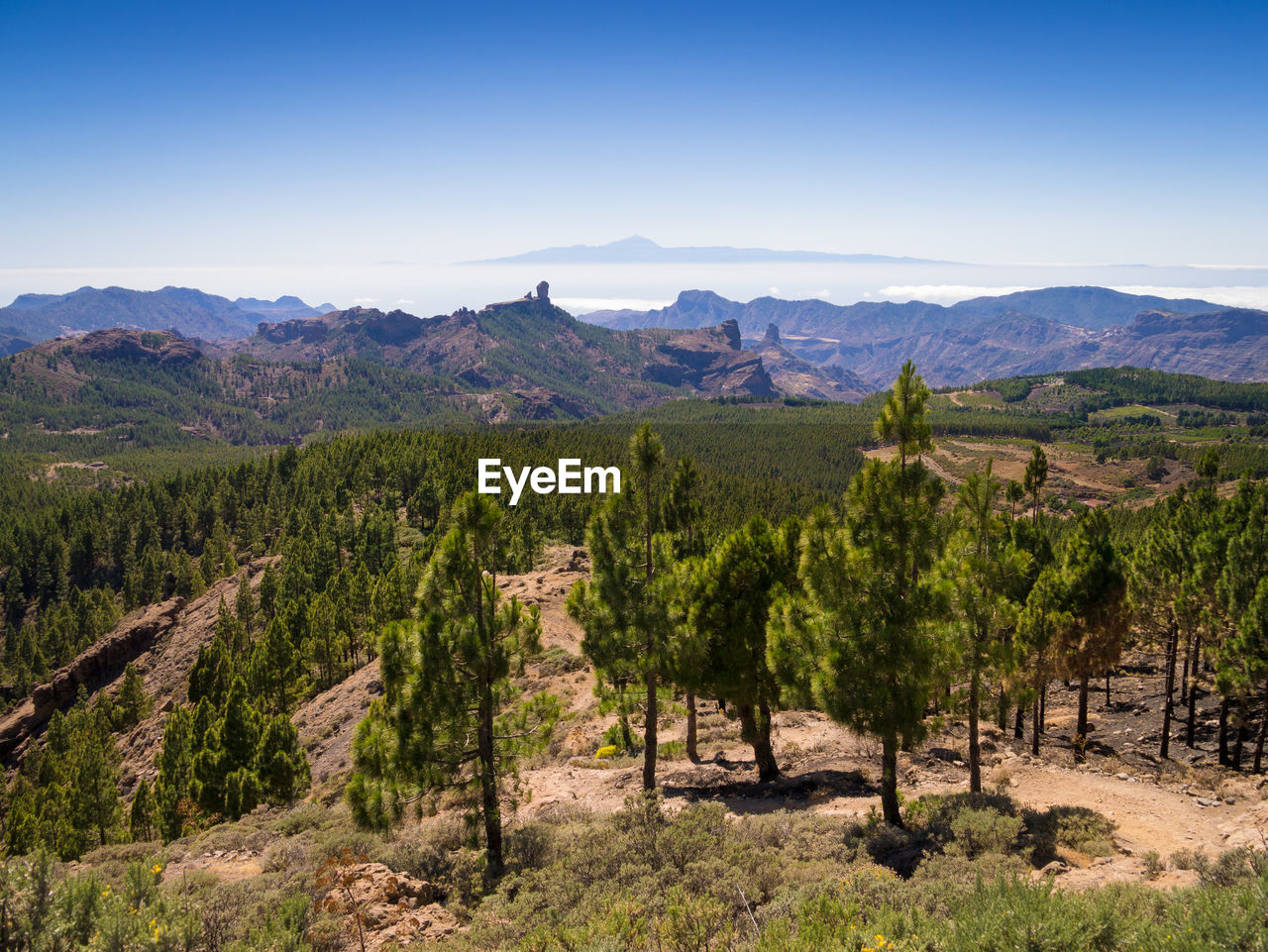 SCENIC VIEW OF FIELD AND TREES AGAINST SKY