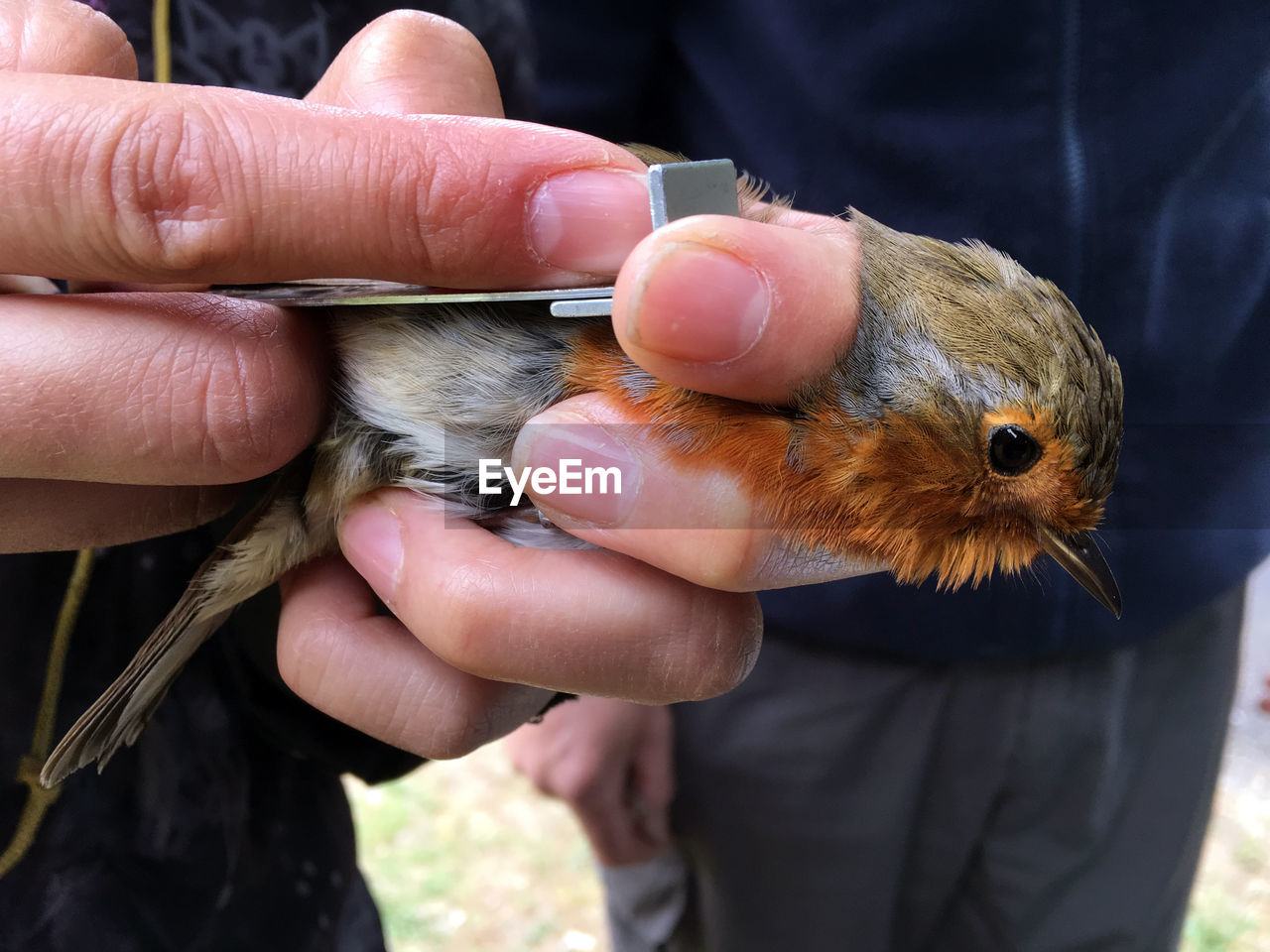 Cropped hand of man measuring robin wing