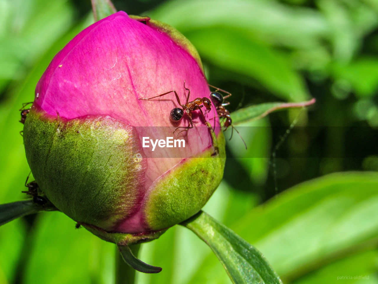 CLOSE-UP OF INSECT ON PINK ROSE