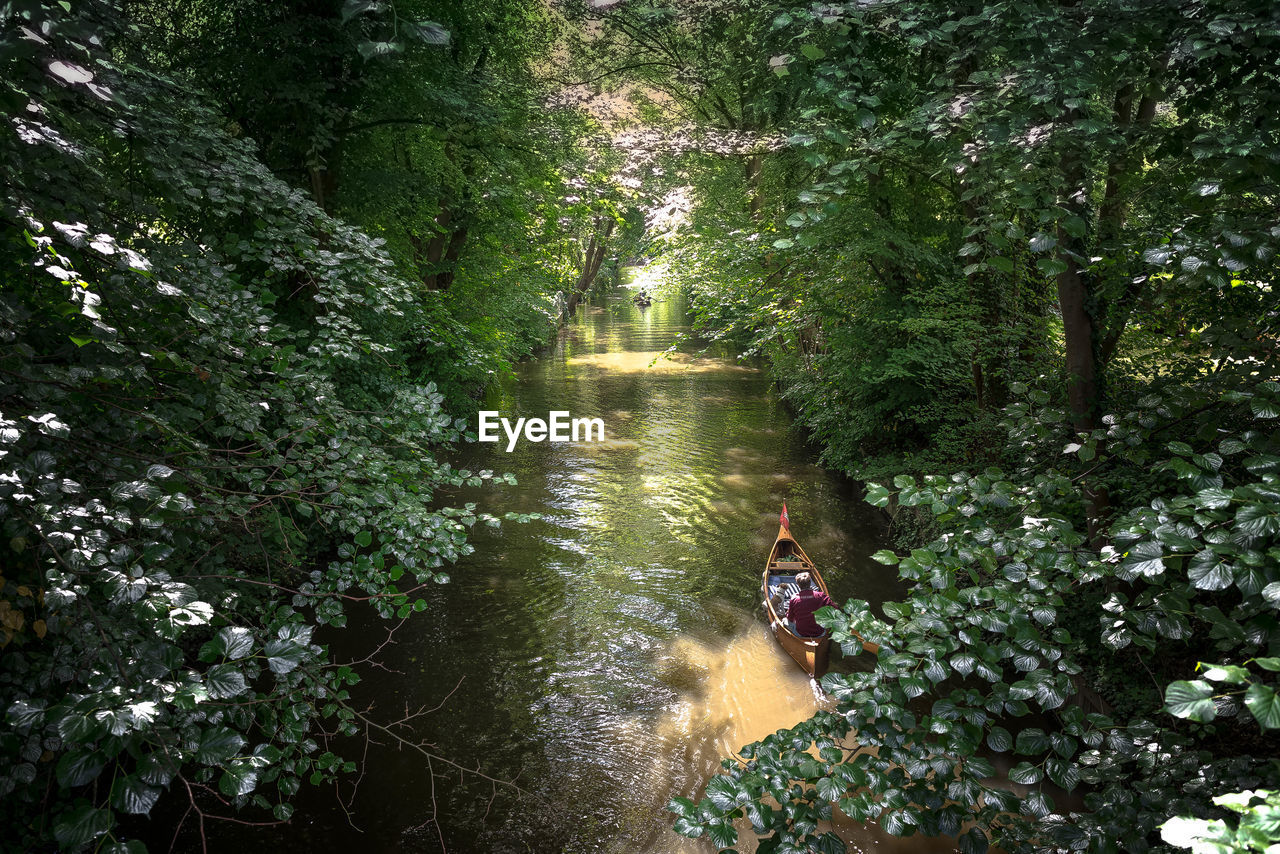 VIEW OF DOG IN FOREST