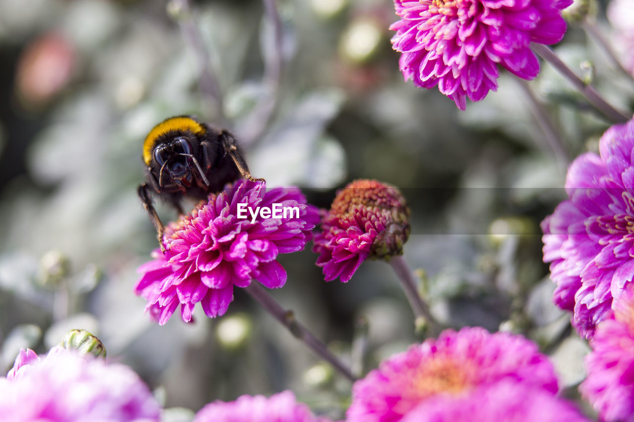 Close-up of bee on pink flowers