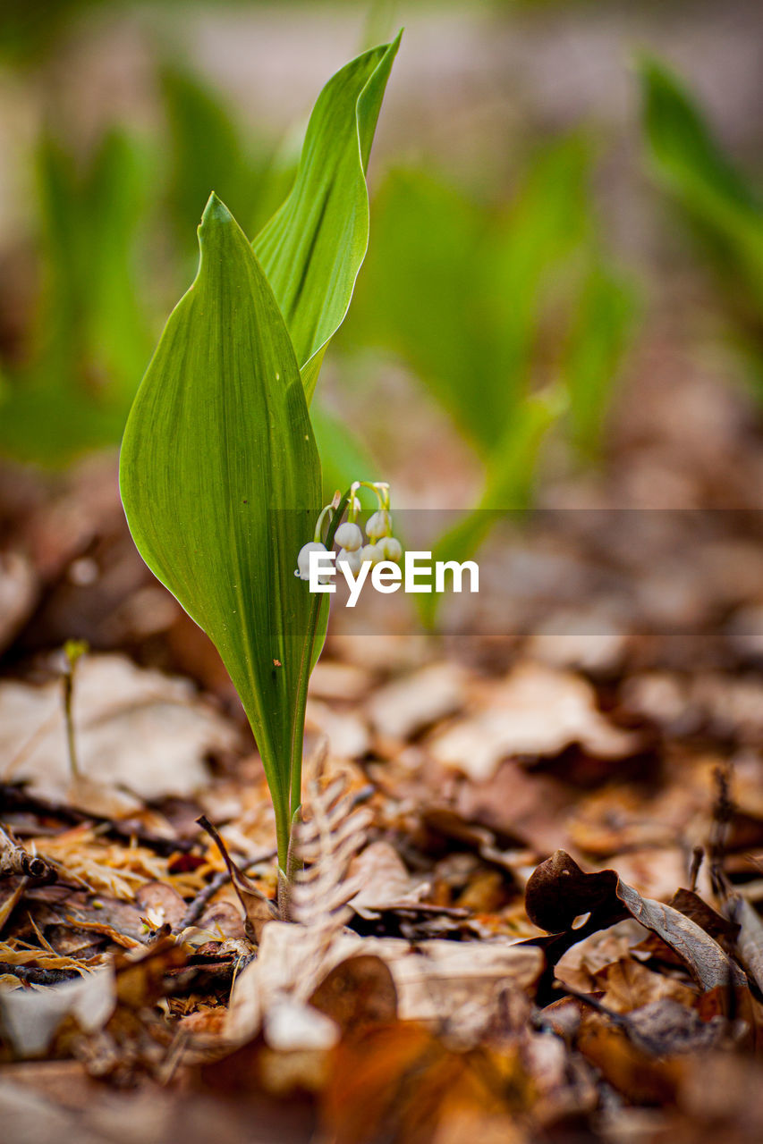 Close-up of plant lily of the valley