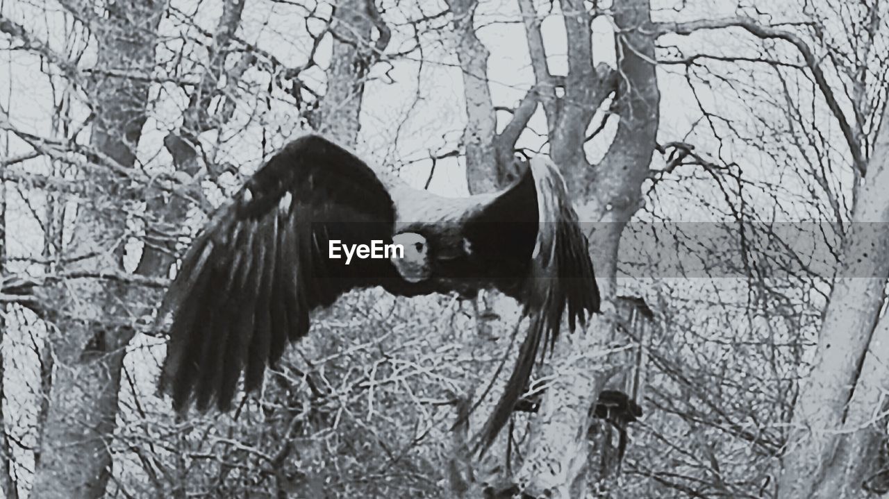 CLOSE-UP OF YOUNG BIRDS ON BARE TREE IN FOREST