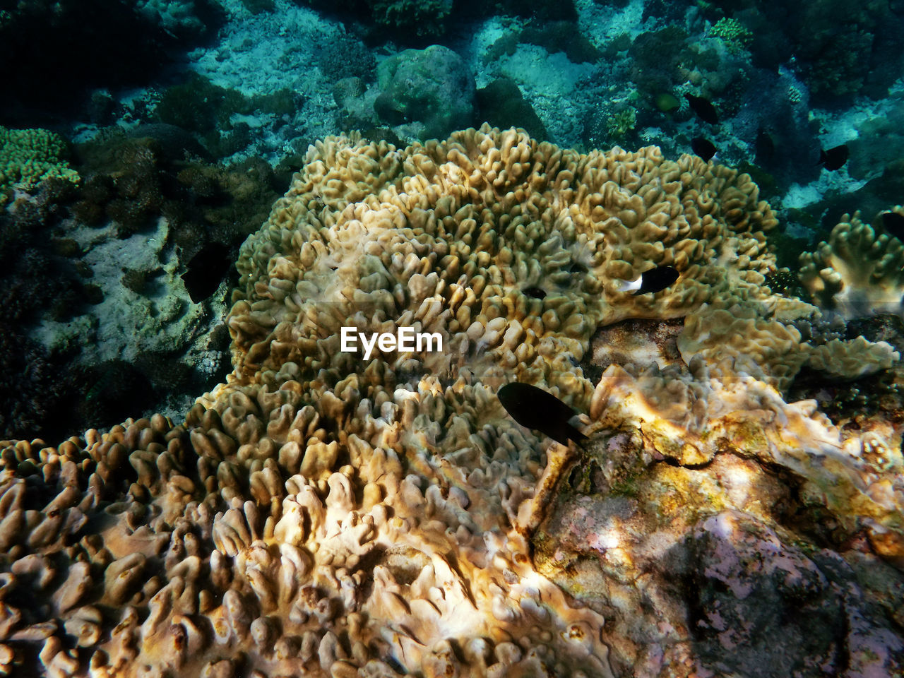 CLOSE-UP OF CORAL ON SEA