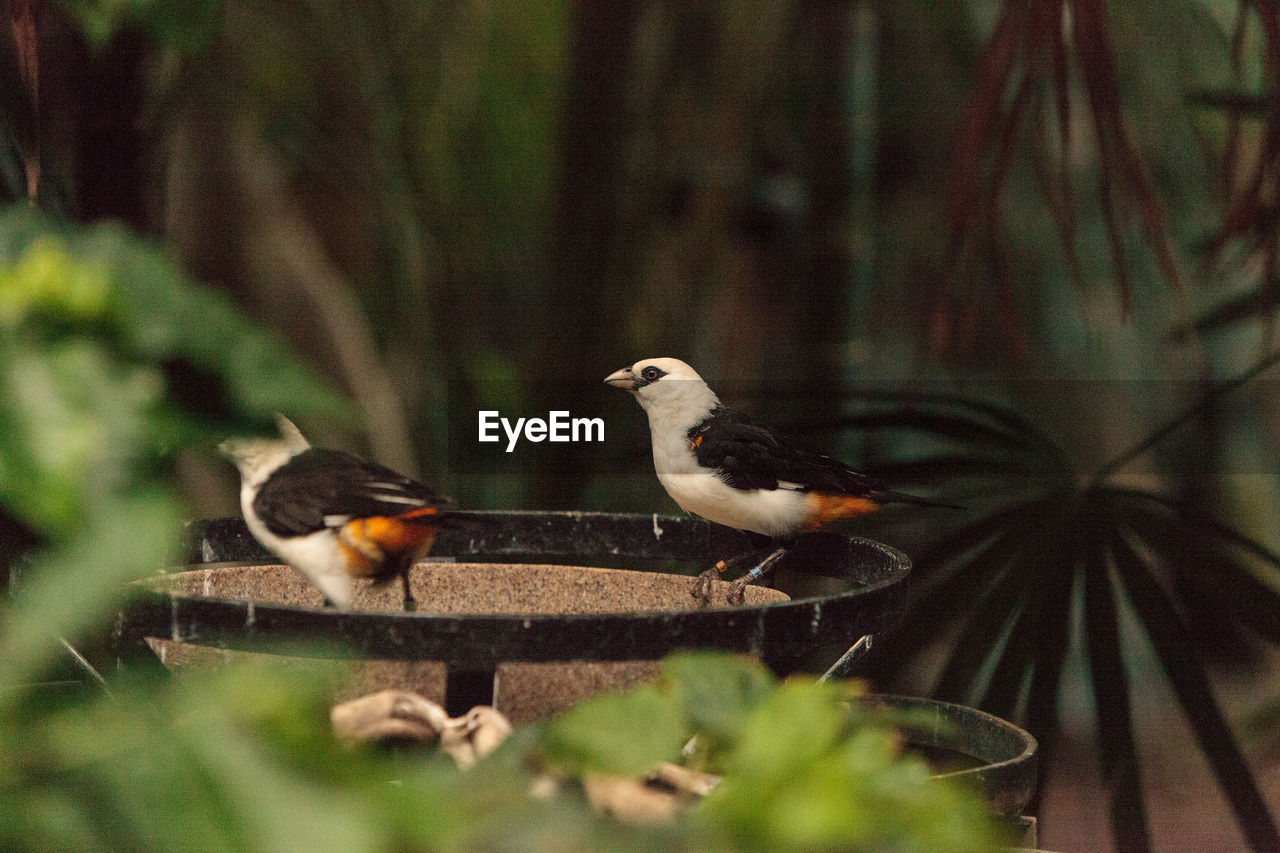 Birds perching on metal