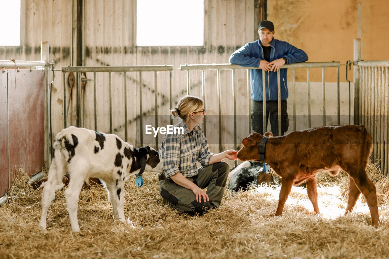 Mature farmers examining and feeding calves at cattle farm