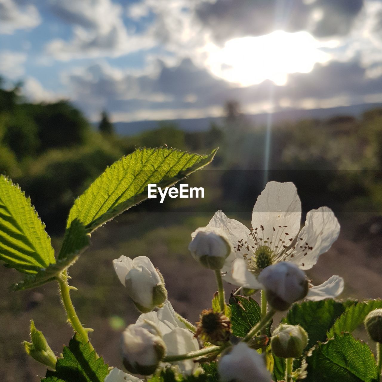 Close-up of flowering plant against sky