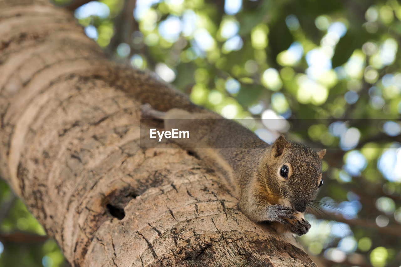 LOW ANGLE VIEW OF SQUIRREL ON TREE TRUNK
