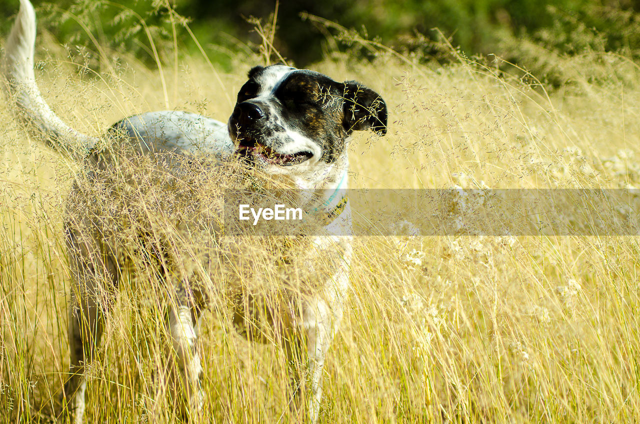 DOG IN FIELD