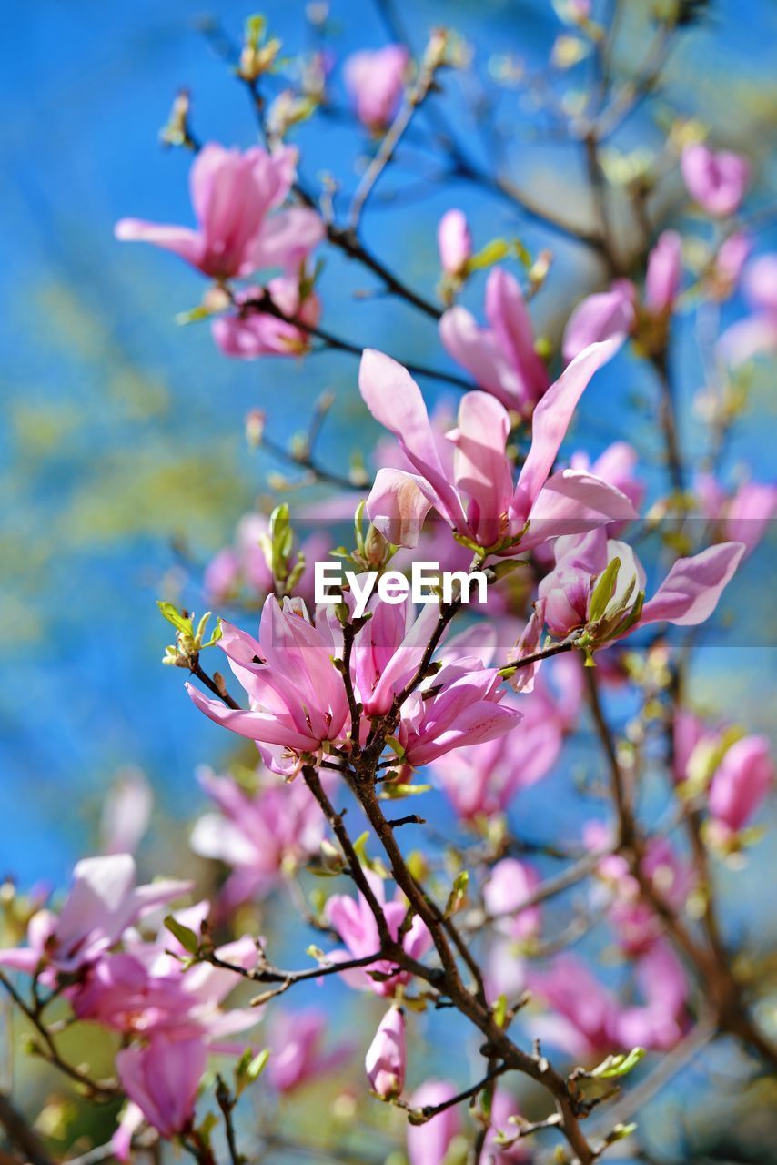 plant, flower, flowering plant, freshness, pink, beauty in nature, blossom, fragility, tree, springtime, nature, branch, growth, close-up, no people, focus on foreground, spring, outdoors, flower head, botany, blue, petal, twig, sky, inflorescence, produce, selective focus, food and drink, day, food, macro photography, fruit tree, shrub, cherry blossom, fruit