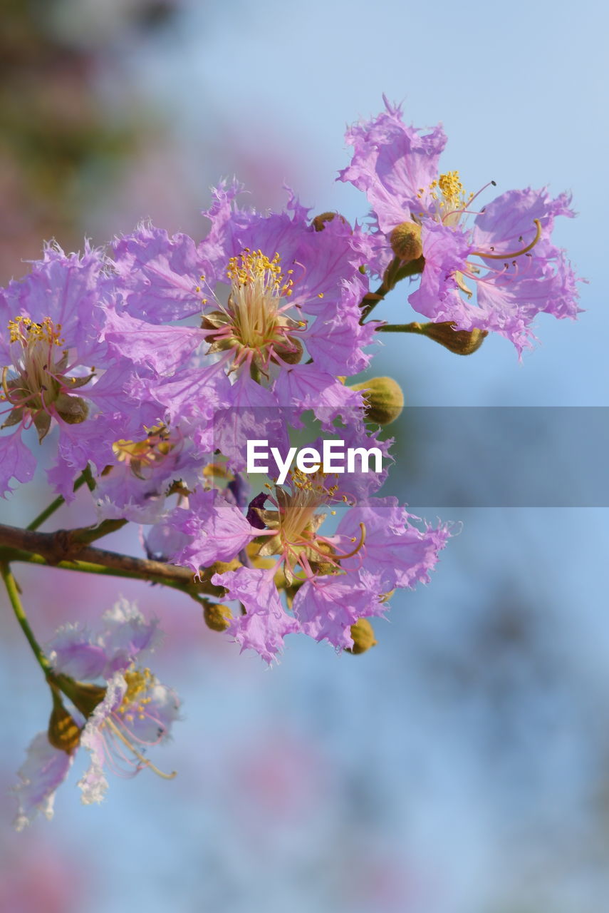 Close-up of pink cherry blossoms