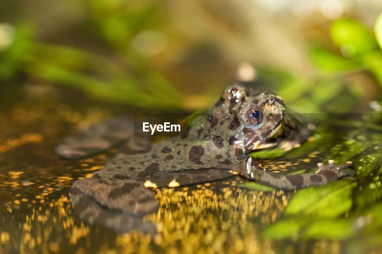 CLOSE-UP OF CROCODILE IN LAKE