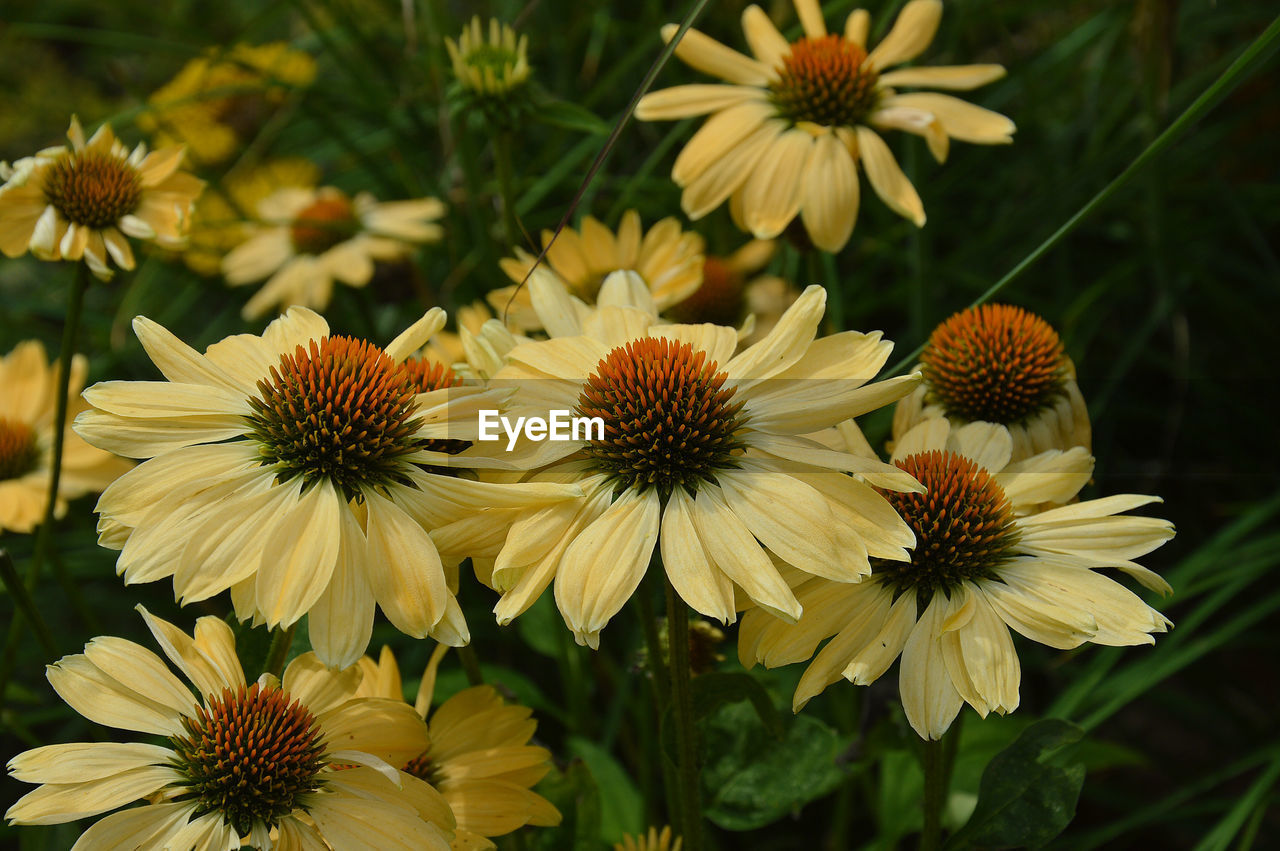 Coneflowers blooming in park