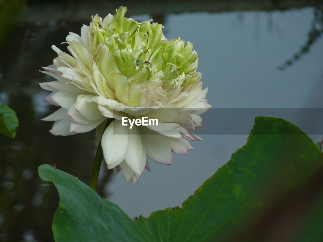High angle view of flower growing against lake