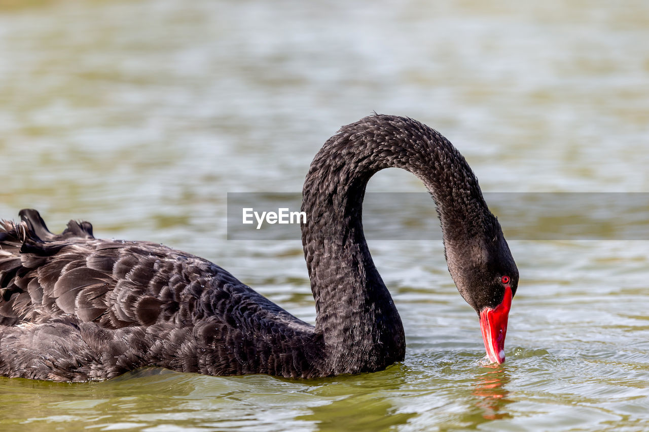 Beautiful black swan in the lake