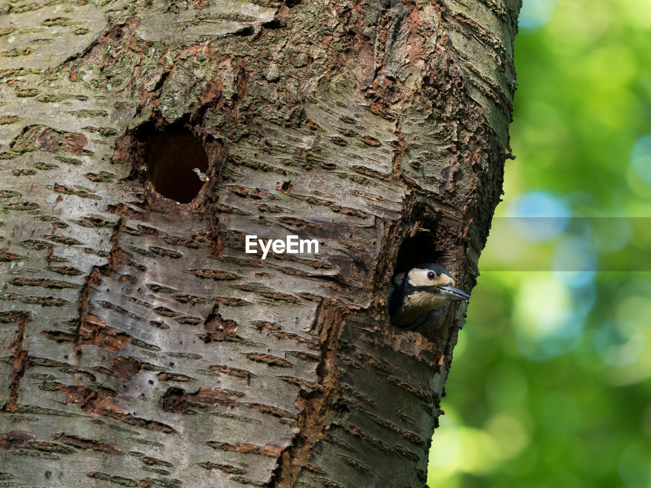 CLOSE-UP OF A HOLE ON TREE TRUNK