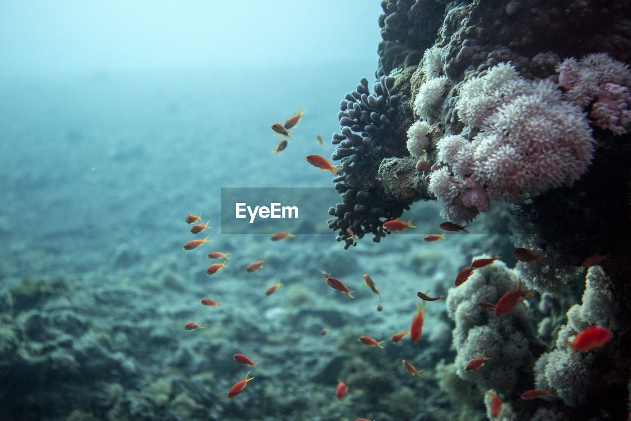 Close-up of fish swimming in sea