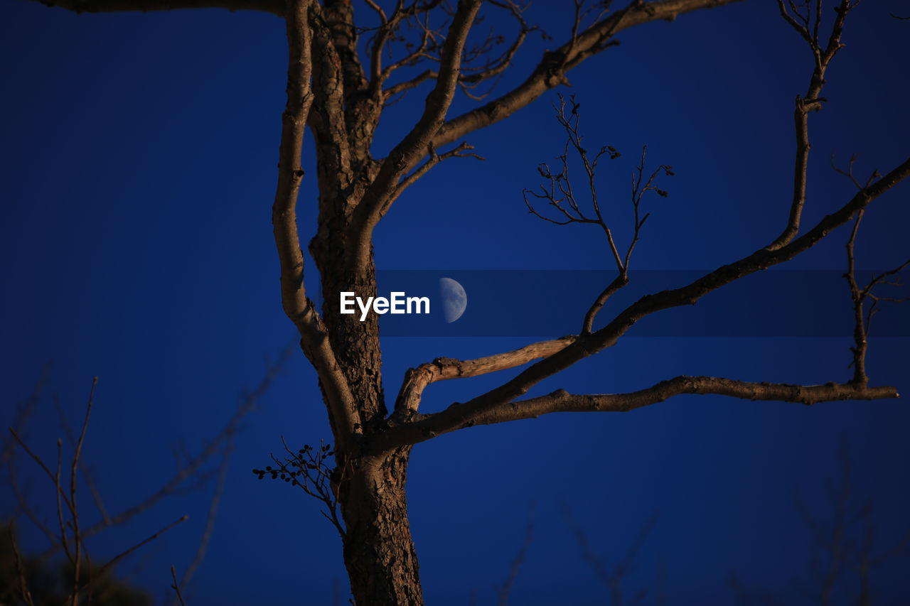 Low angle view of bare trees against clear blue sky