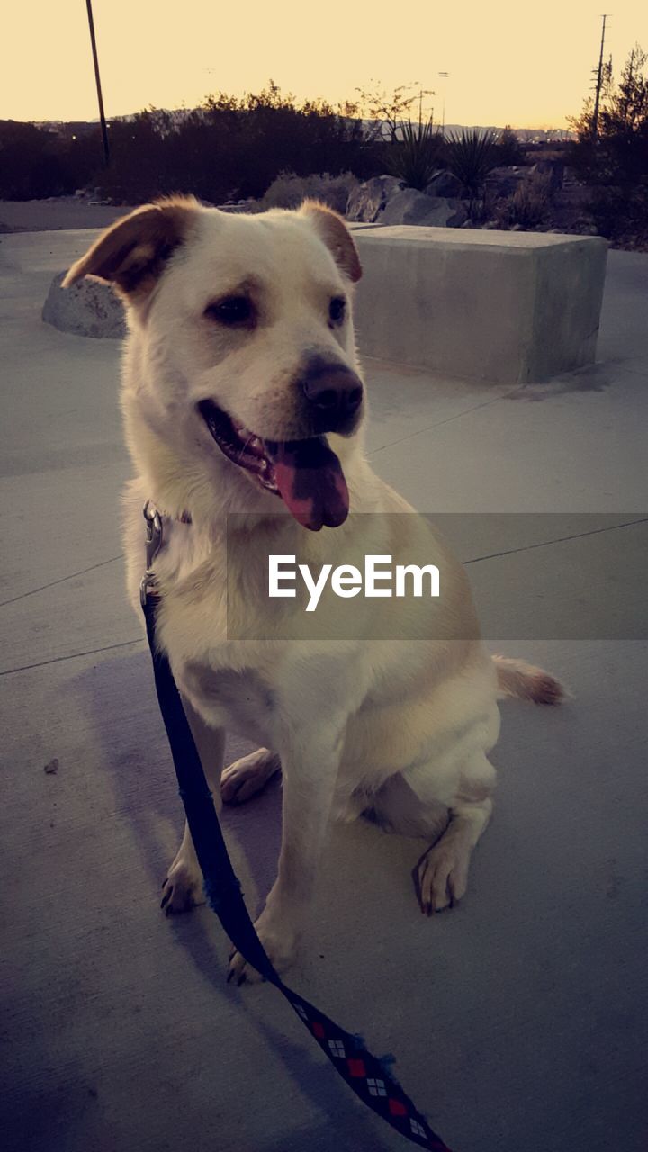 CLOSE-UP OF DOG SITTING ON FLOOR