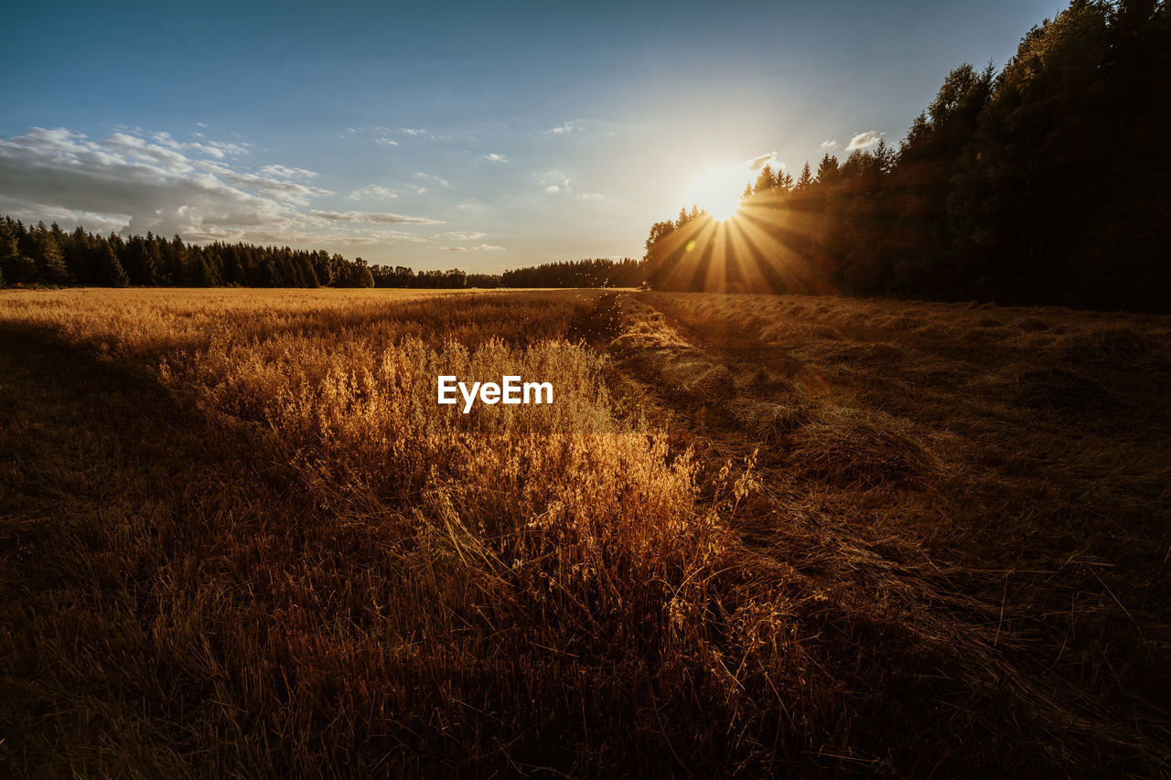 An oat field in the setting sun near jessheim, norway. 