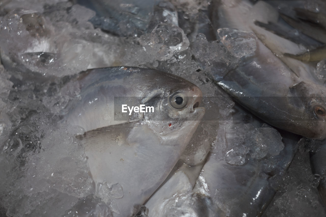 FULL FRAME SHOT OF FISH FOR SALE