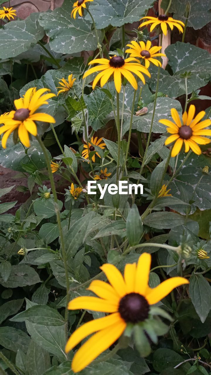 HIGH ANGLE VIEW OF YELLOW FLOWERING PLANTS ON LEAVES