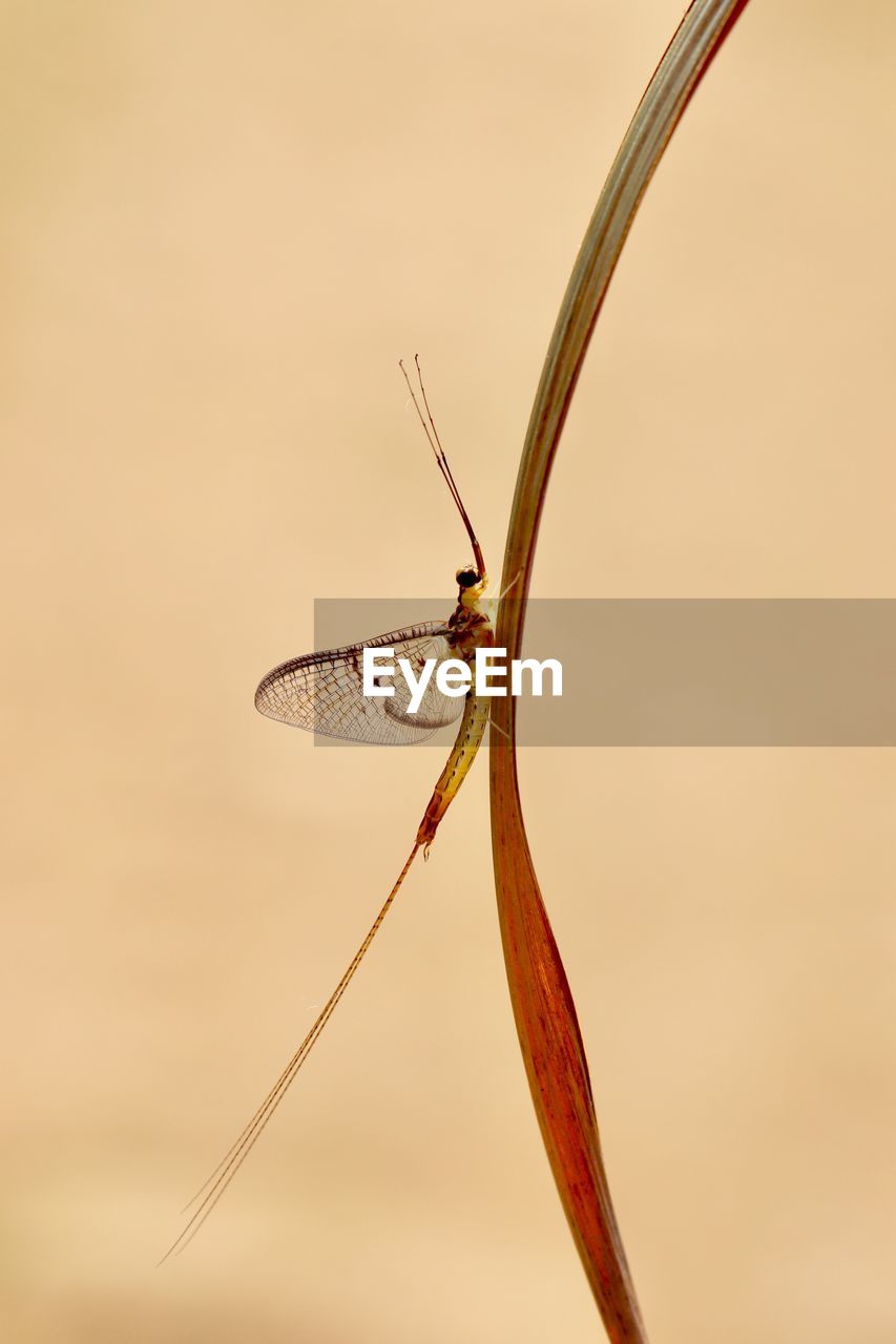 Close-up of insect on plant