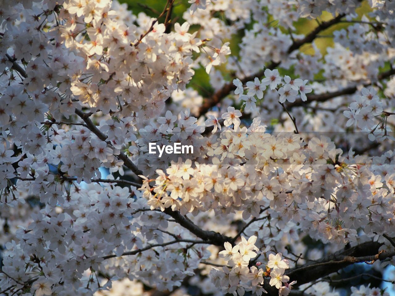 Low angle view of white cherry blossoms blooming outdoors