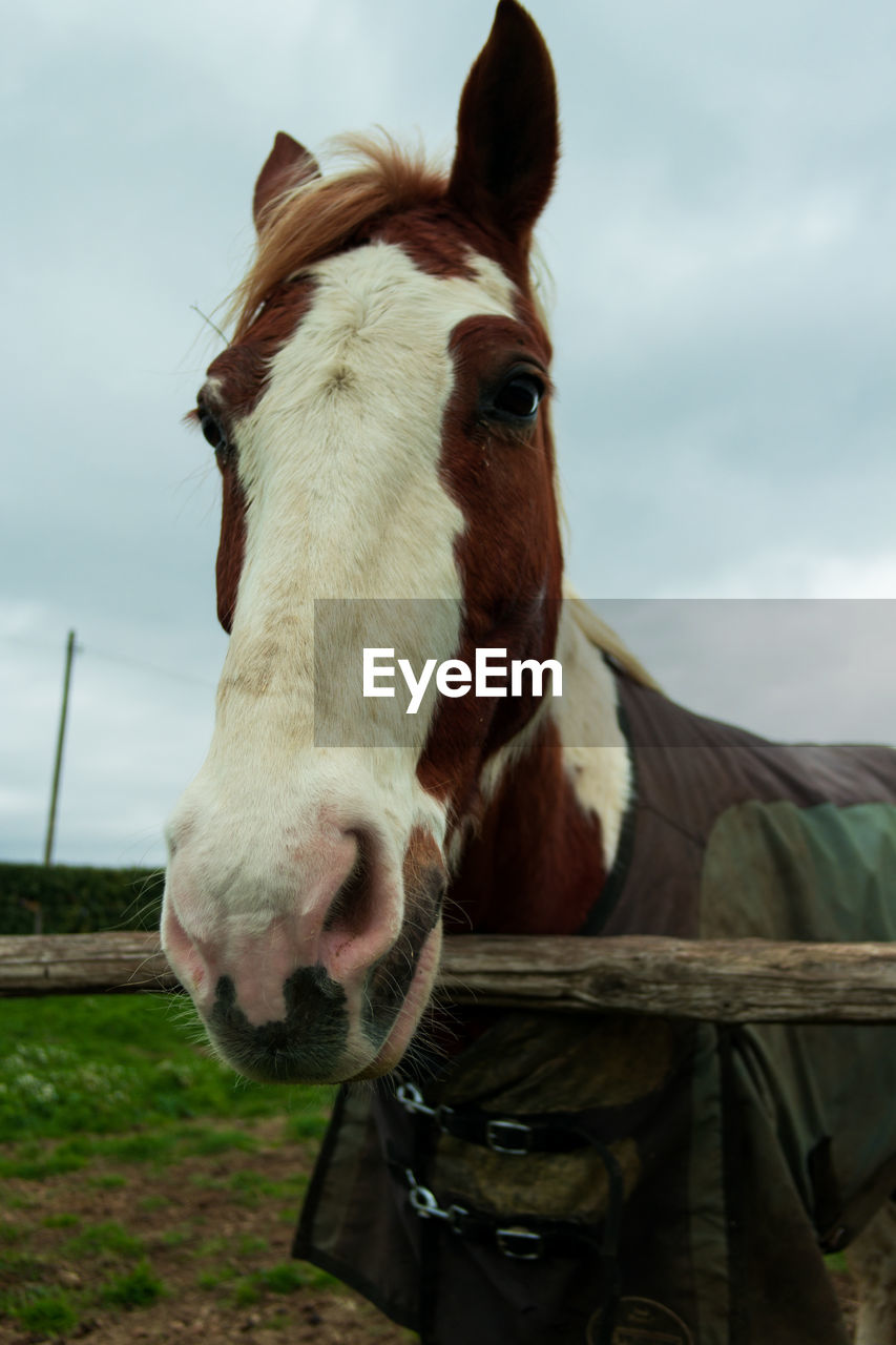 PORTRAIT OF HORSE STANDING IN RANCH