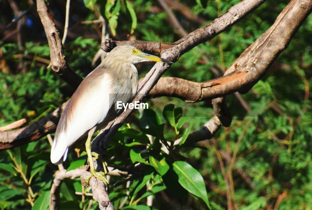 CLOSE-UP OF BIRD PERCHING ON A BRANCH