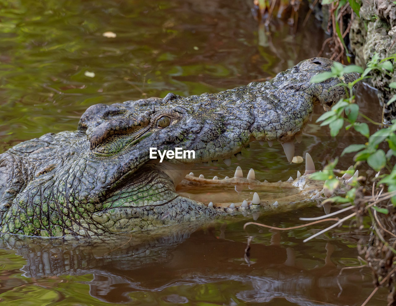 VIEW OF A REPTILE IN LAKE