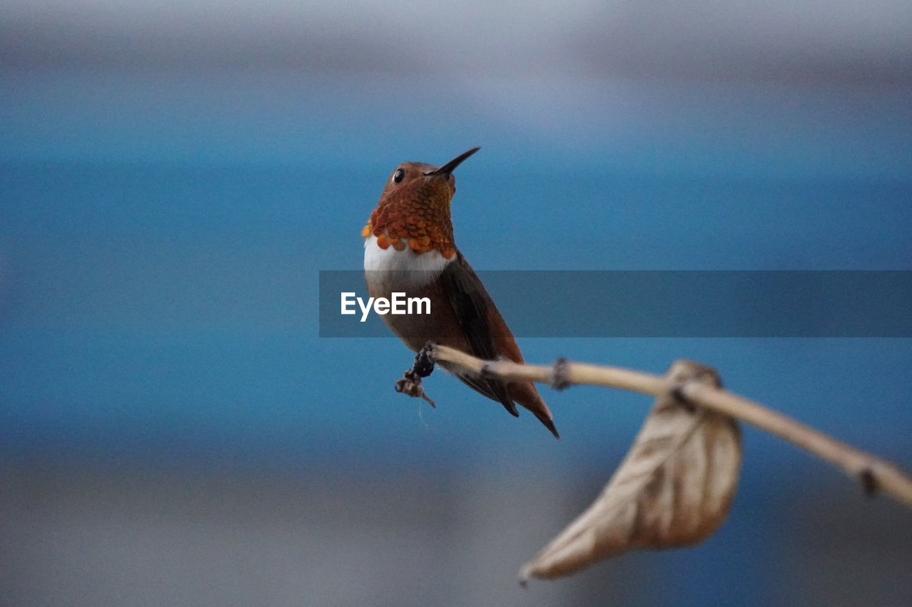 Bird perching on twig against sky