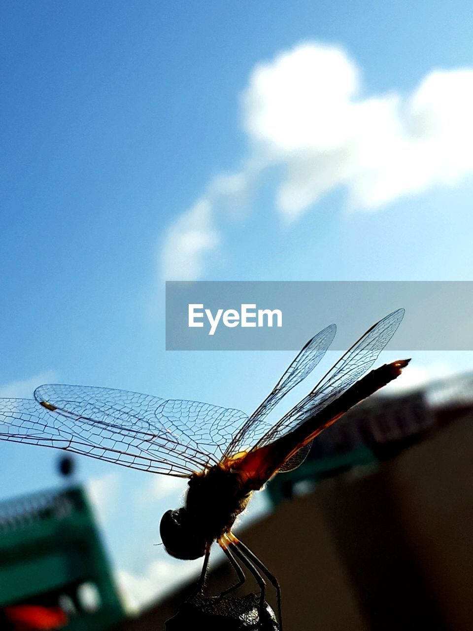 CLOSE-UP OF DRAGONFLY AGAINST SKY