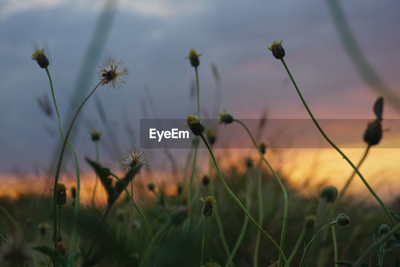 CLOSE-UP OF FLOWERS GROWING IN FIELD AGAINST SKY