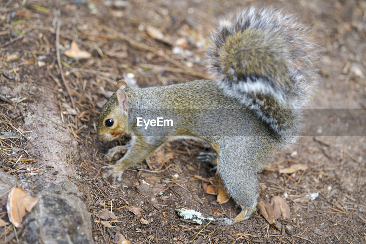 animal, animal themes, squirrel, wildlife, animal wildlife, one animal, mammal, rodent, nature, no people, land, day, high angle view, chipmunk, field, close-up, outdoors