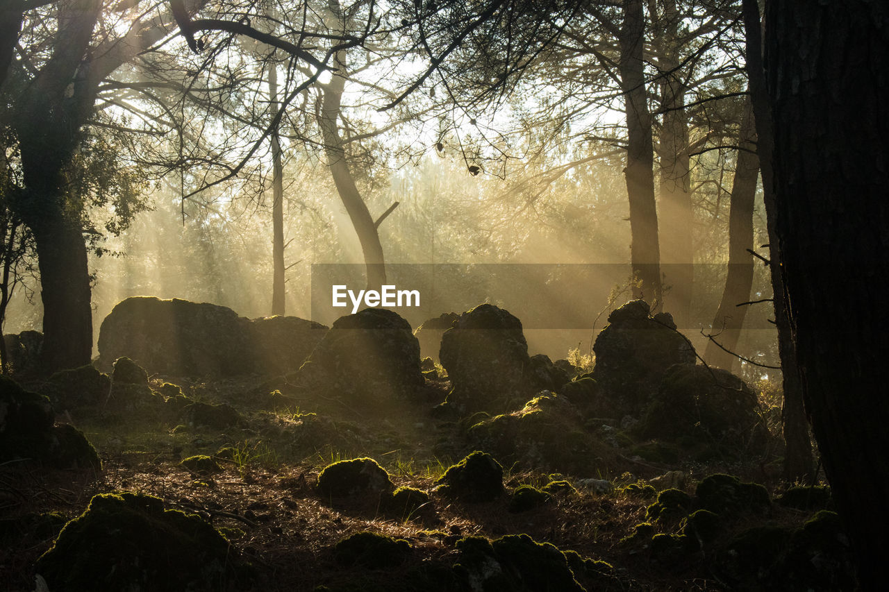 Sunlight streaming through trees in forest