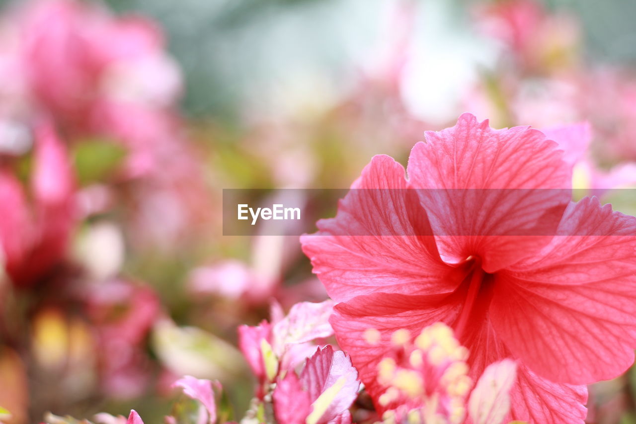 CLOSE-UP OF PINK ROSE FLOWER