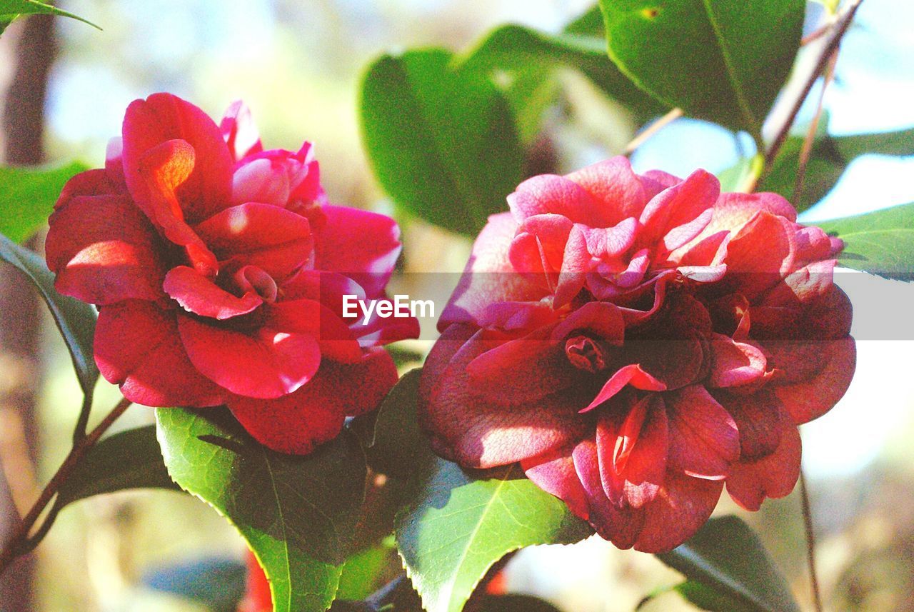 Close-up of pink rose blooming outdoors