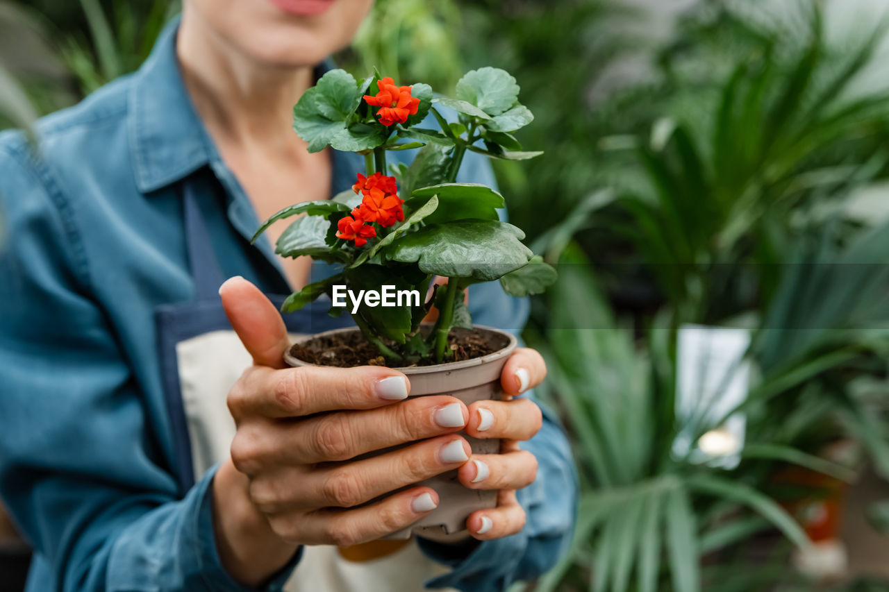 Hand holding up spring daisy flower in a flower pot. womans hands