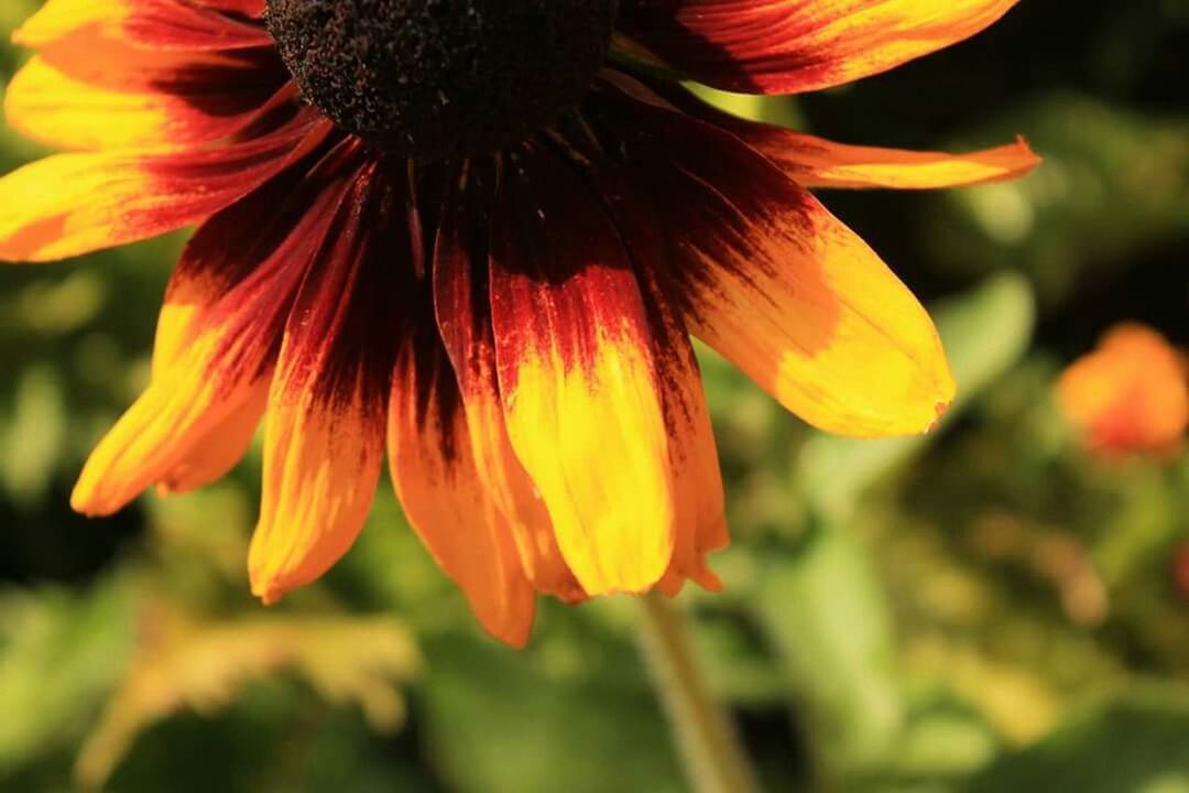 CLOSE-UP OF YELLOW FLOWERS BLOOMING