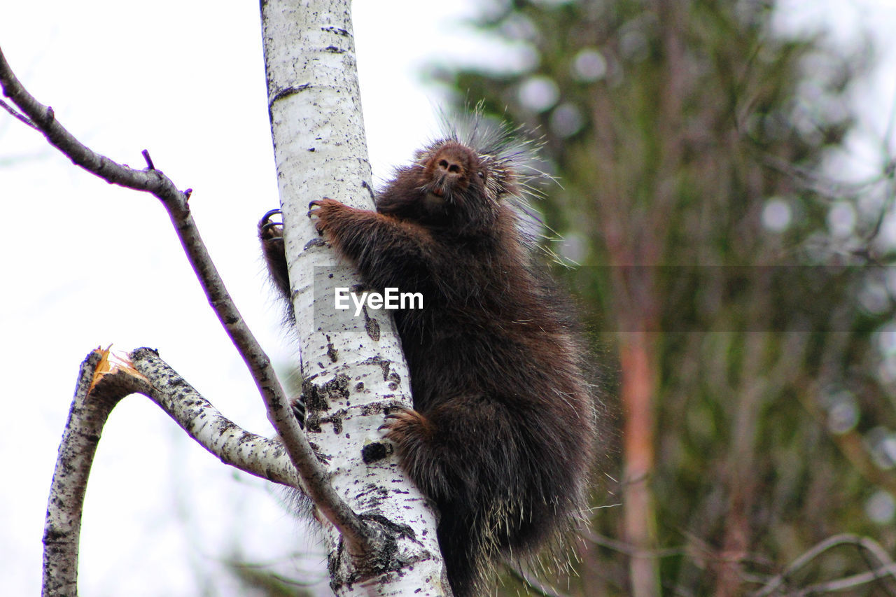 It's gone for a little nap... EyeEmNewHere Saguenay, Québec, Canada Animal Themes Animal Wildlife Animals In The Wild Branch Climbing Close-up Day Low Angle View Mammal Nature No People One Animal Outdoors Porcupine Red Panda Sky Tree Tree Trunk