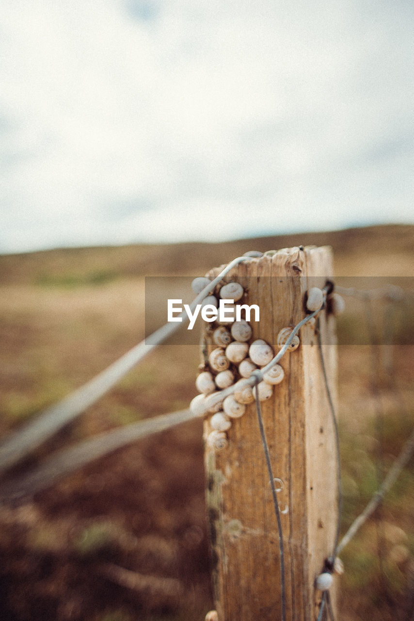 Close-up of rope tied on wooden post in field