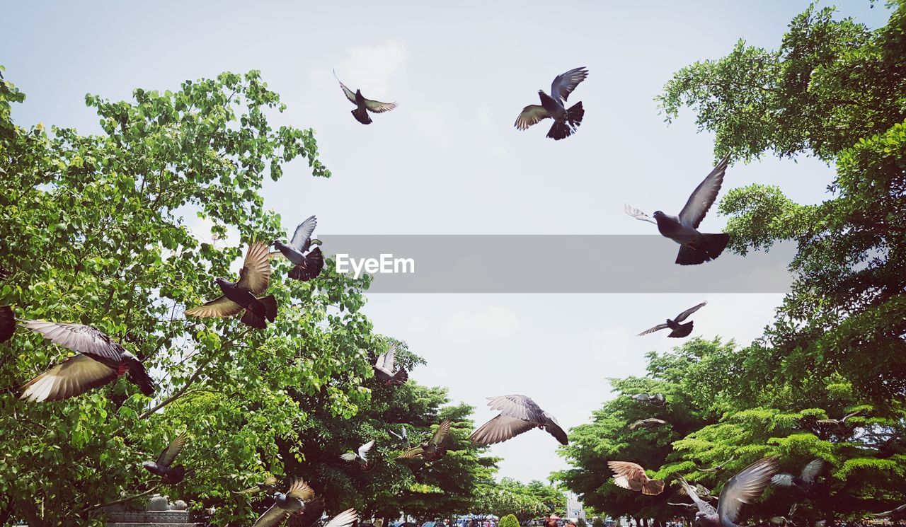 LOW ANGLE VIEW OF BIRDS FLYING AGAINST SKY