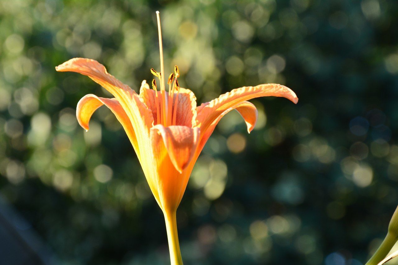 CLOSE-UP OF ORANGE LILY BLOOMING OUTDOORS
