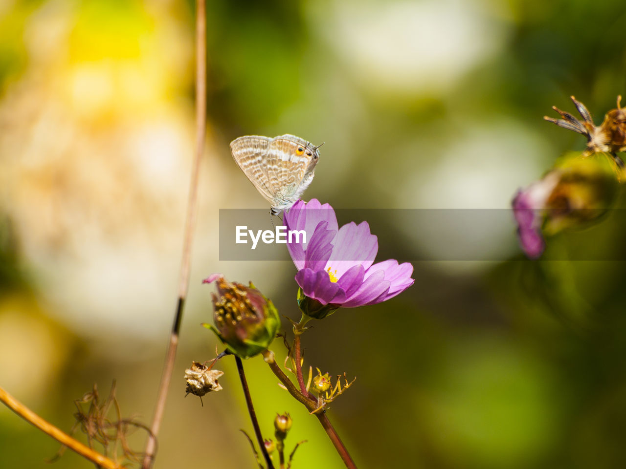 BUTTERFLY ON PINK FLOWER